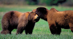 Two Bears Photo Courtesy of John Hyde