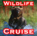 Alaska Cruise Tour/Wildlife Cruises